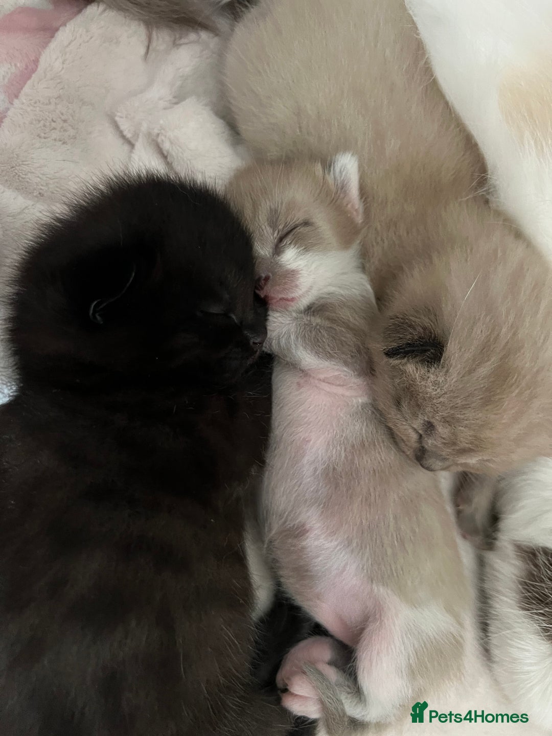 Ragdoll cats for sale: Ragdoll kittens £600-£1,000 - Image 4