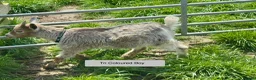Goats livestock for sale: Pygmy Goat kids. - Advert 11