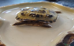 Tortoise reptiles for sale: Horsefield tortoise  - Image 1