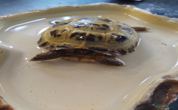 Tortoise reptiles - Advert 1