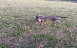 Cane Corso dogs for sale: Blue female cane corso  - Image 1