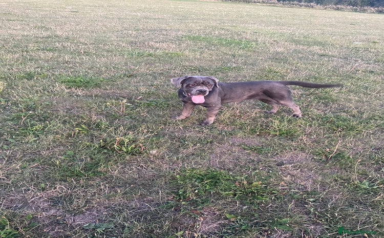 Cane Corso dogs - Advert 1