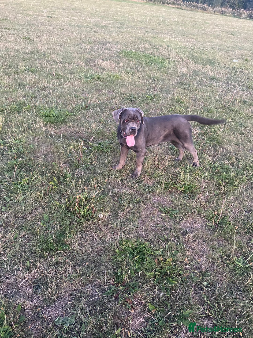 Cane Corso dogs for sale: Blue female cane corso  - Image 1