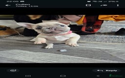 French Bulldog dogs for sale: Lilac female french bulldog - Image 3