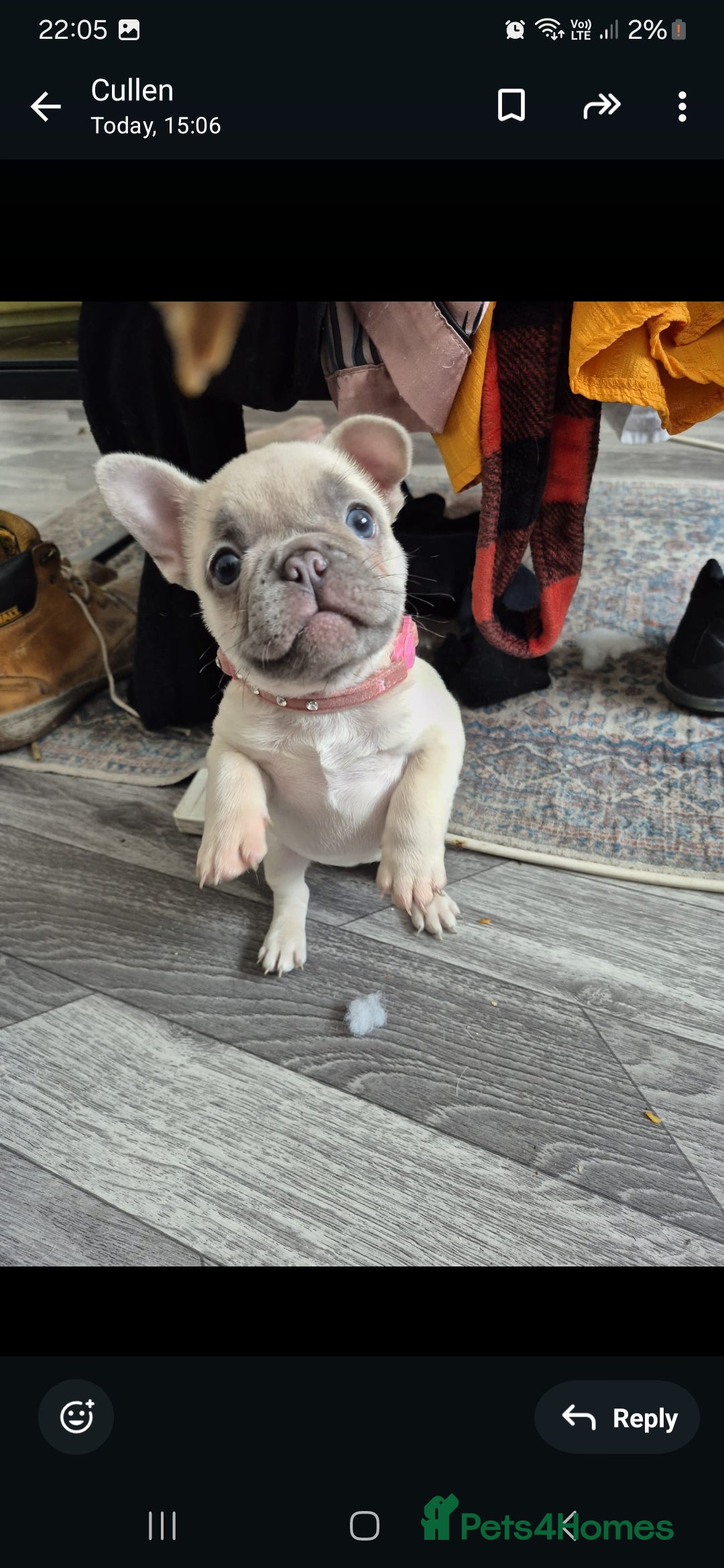 French Bulldog dogs for sale: Lilac female french bulldog - Image 3