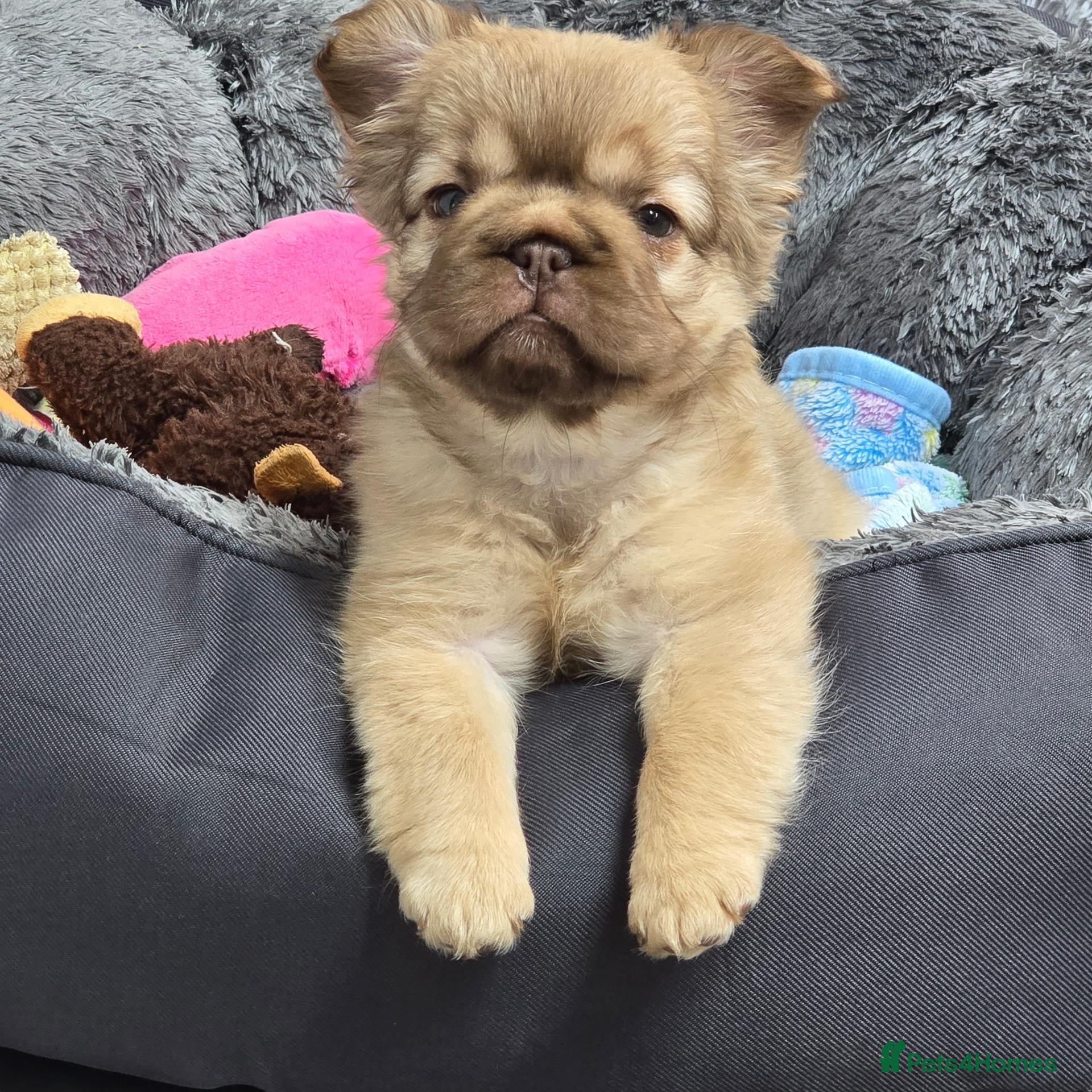 French Bulldog dogs Beautiful Fluffy French Bulldog 💕 - Advert 2