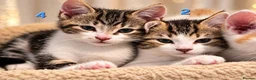 Mixed Breed cats for sale: 🐾 6 Adorable & Playful Kittens - 1 Girl & 5 Boys - Advert 12