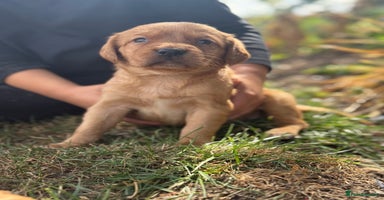 Cockerdor dogs - Advert 7