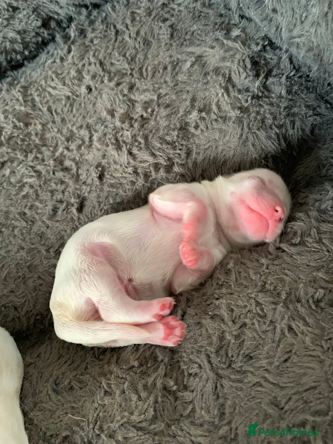 Malshi dogs for sale: Malshi puppies - Image 2