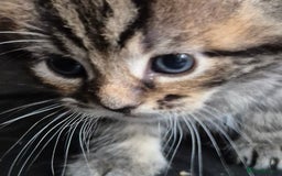 Siberian cats for sale: Beautiful Siberian x BSH kittens  - Image 19