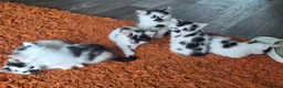 Mixed Breed cats for sale: 5 beautiful kittens ready for their forever homes! in Birmingham - Advert 2