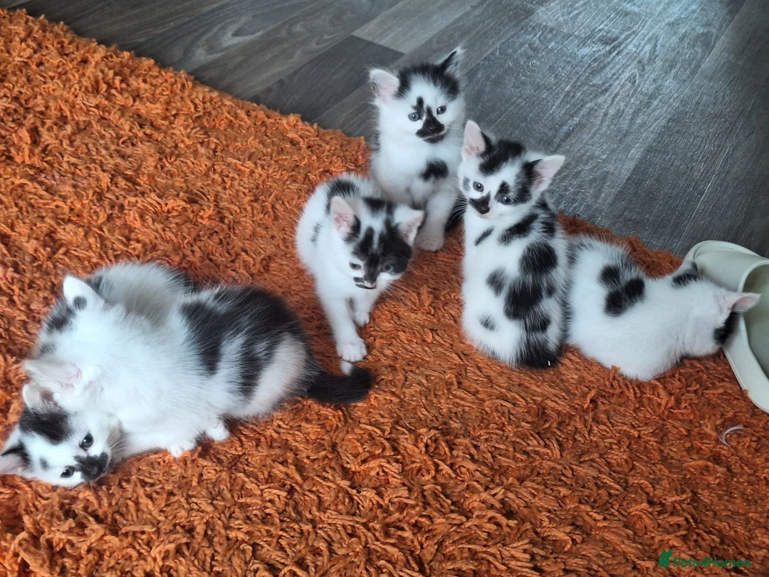 Mixed Breed cats for sale: 5 beautiful kittens ready for their forever homes! in Birmingham - Advert 2
