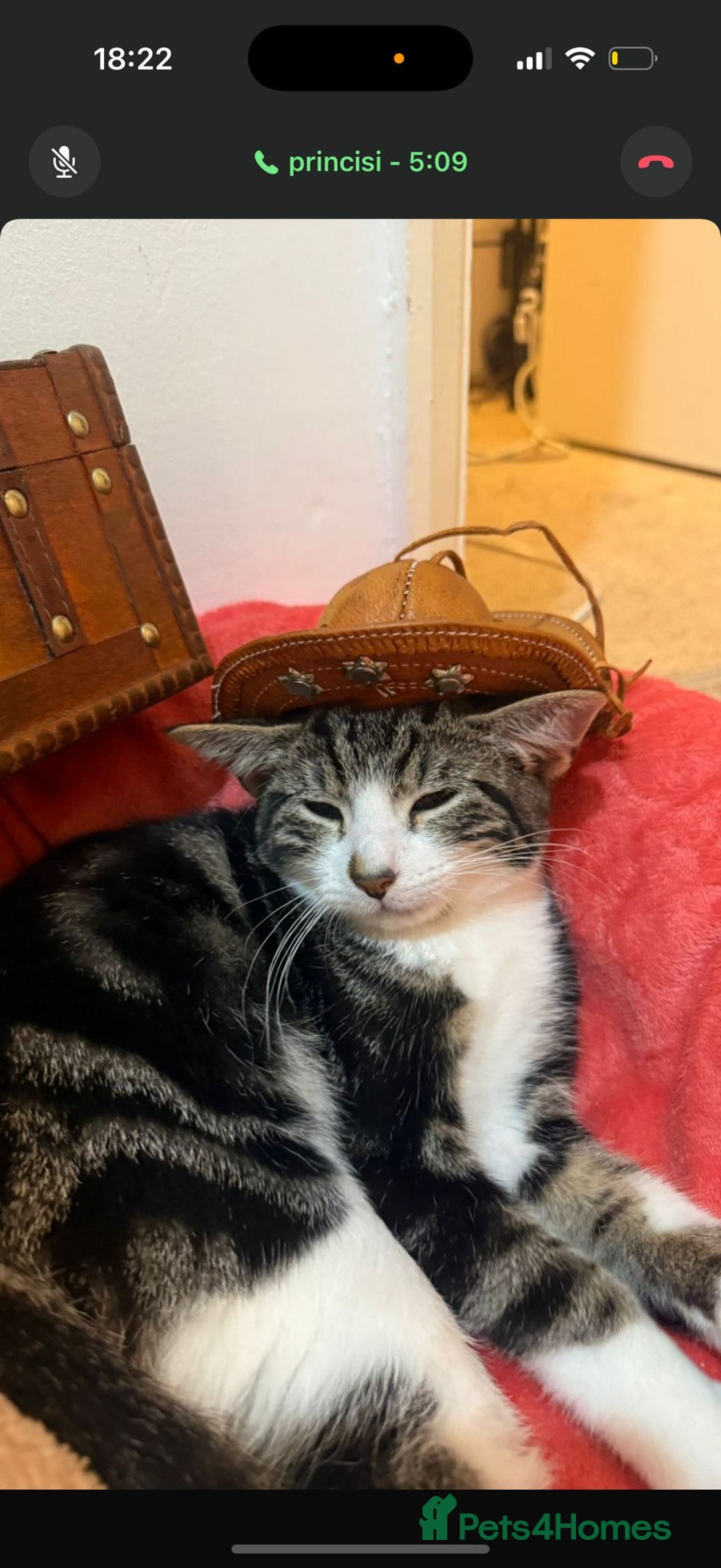 British Shorthair cats for sale: Male British shorthair looking for a new home - Advert 8