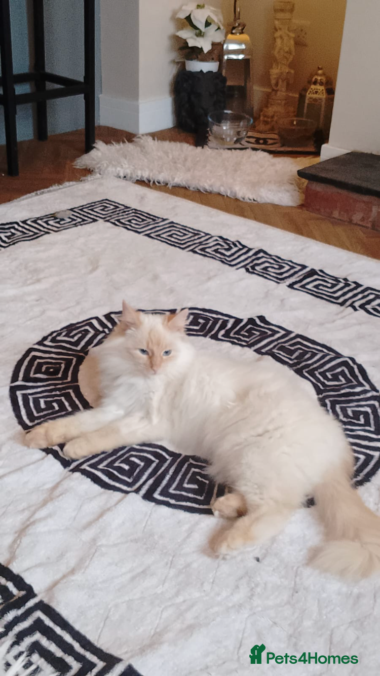 Ragdoll cats Rare cream pointed ragdoll - Advert 1