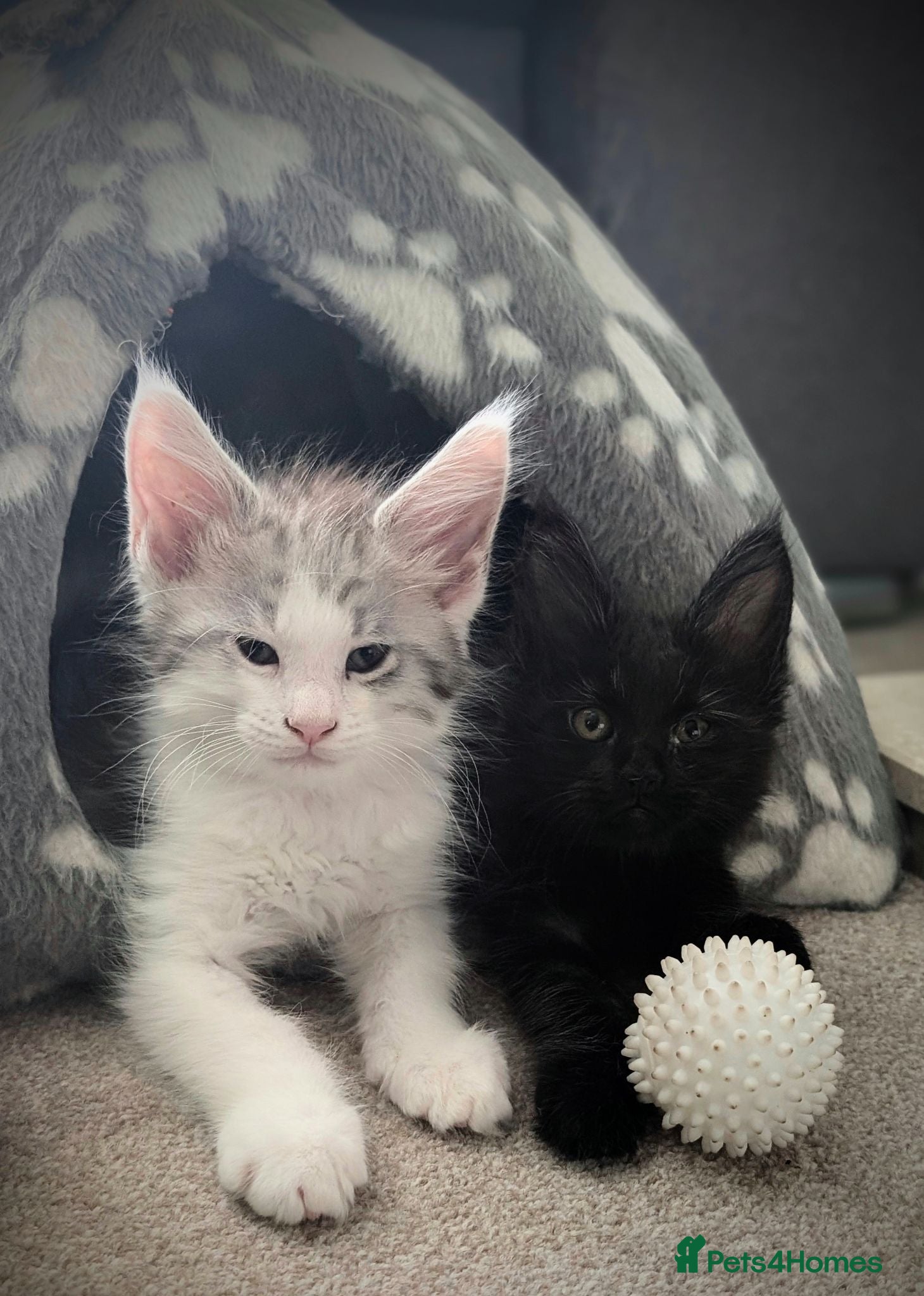 Maine Coon cats Pure Blood Maine Coons  - Advert 1