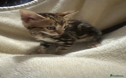 Bengal cats for sale: Beautiful bengals  - Advert 9