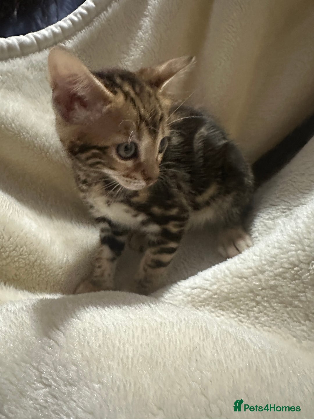 Bengal cats for sale: Beautiful bengals  - Advert 9