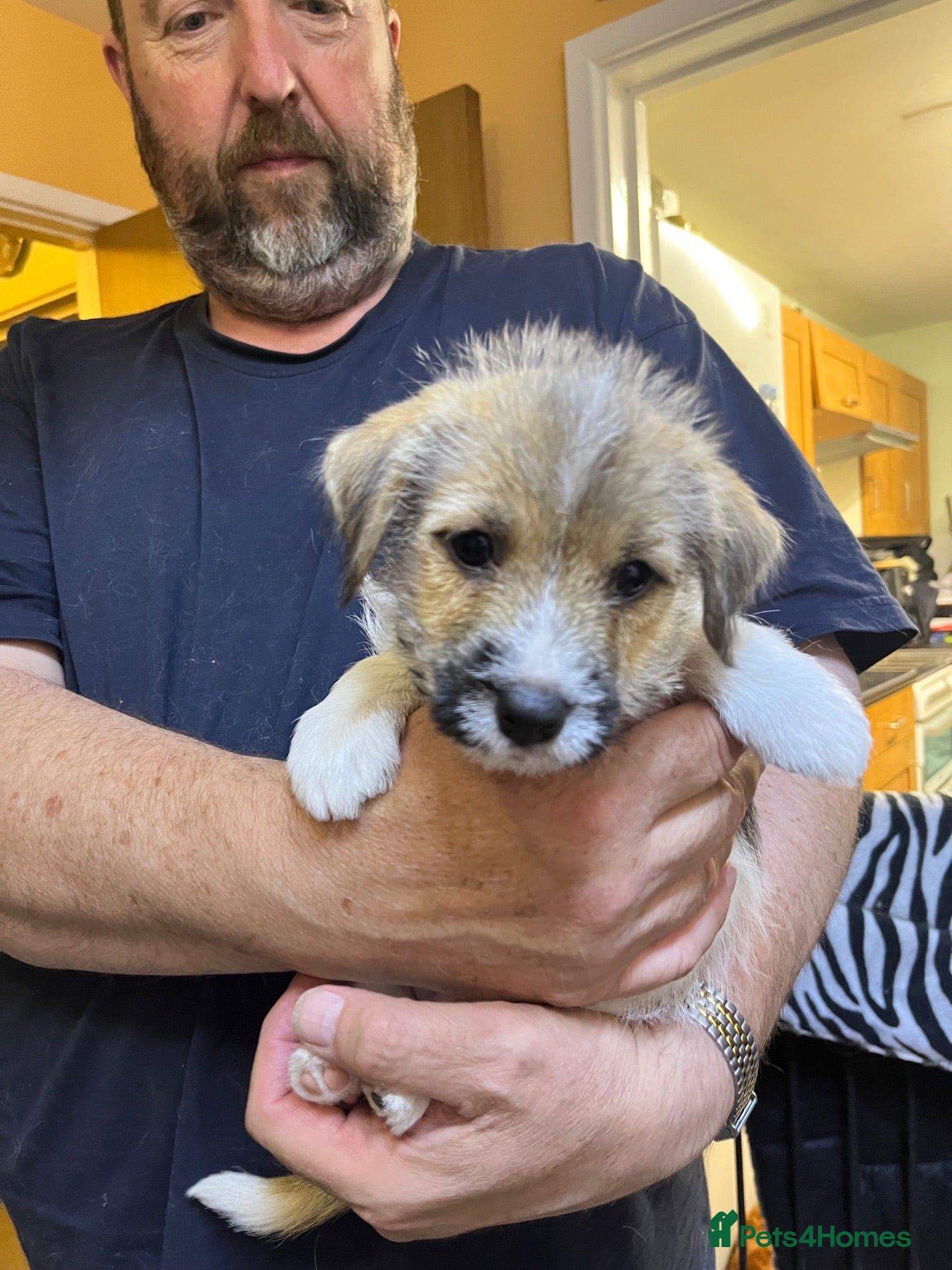 Jack Russell dogs Adorable Jack Russell Puppies - Advert 12