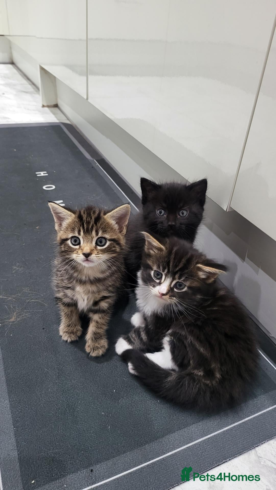 Mixed Breed cats for sale: 3 Gorgeous mixed breed kittens - Advert 7