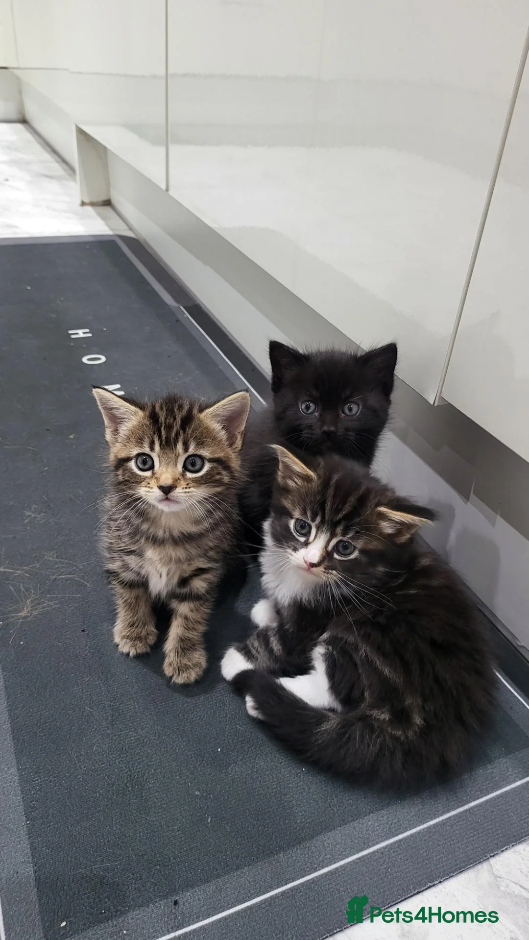 Mixed Breed cats for sale: 3 Gorgeous mixed breed kittens - Advert 1
