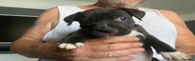 Staffordshire Bull Terrier 2