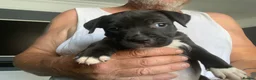 Staffordshire Bull Terrier dogs for sale: Beautiful kc reg Staffordshire bull terriers  - Advert 9