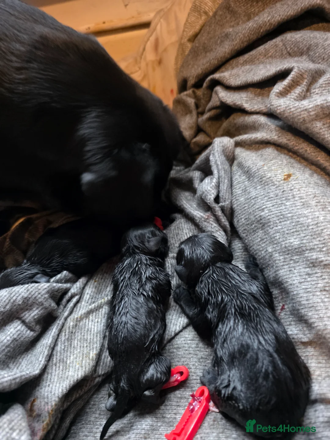 Pug dogs for sale: KC registered PUG 10 generation  in Chorley - Advert 9