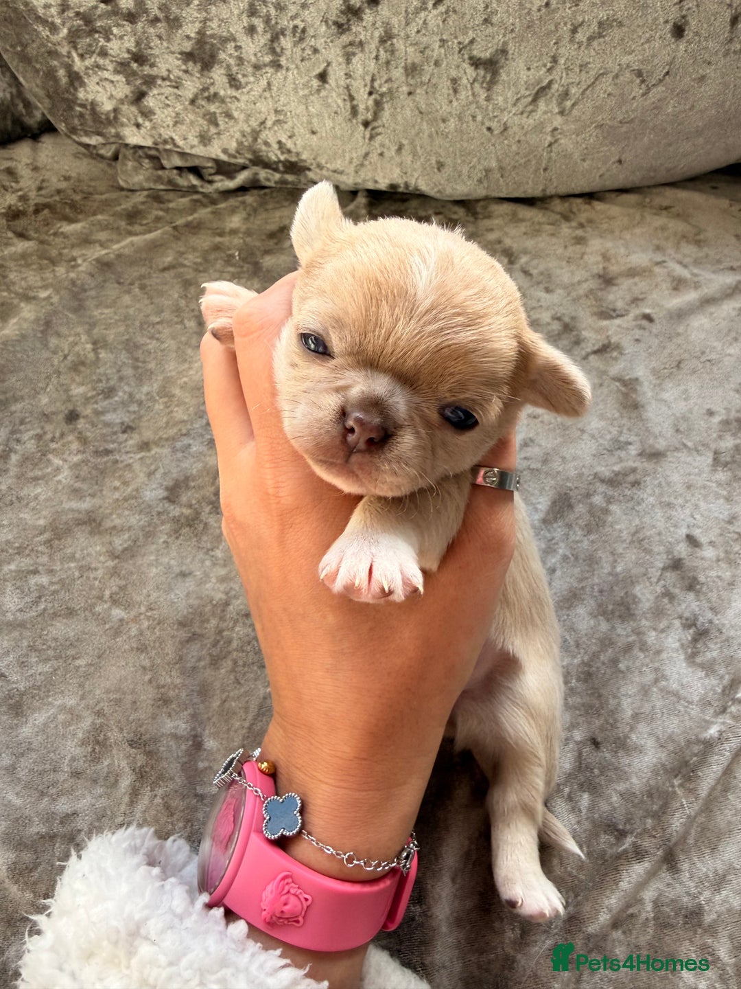 Chihuahua dogs for sale: 💖 Esquire litter of chihuahua puppies 💖 - Advert 31