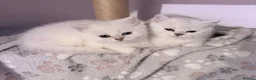 British Shorthair cats for sale: Last girl left - British Shorthair Silver Tipped - Advert 2