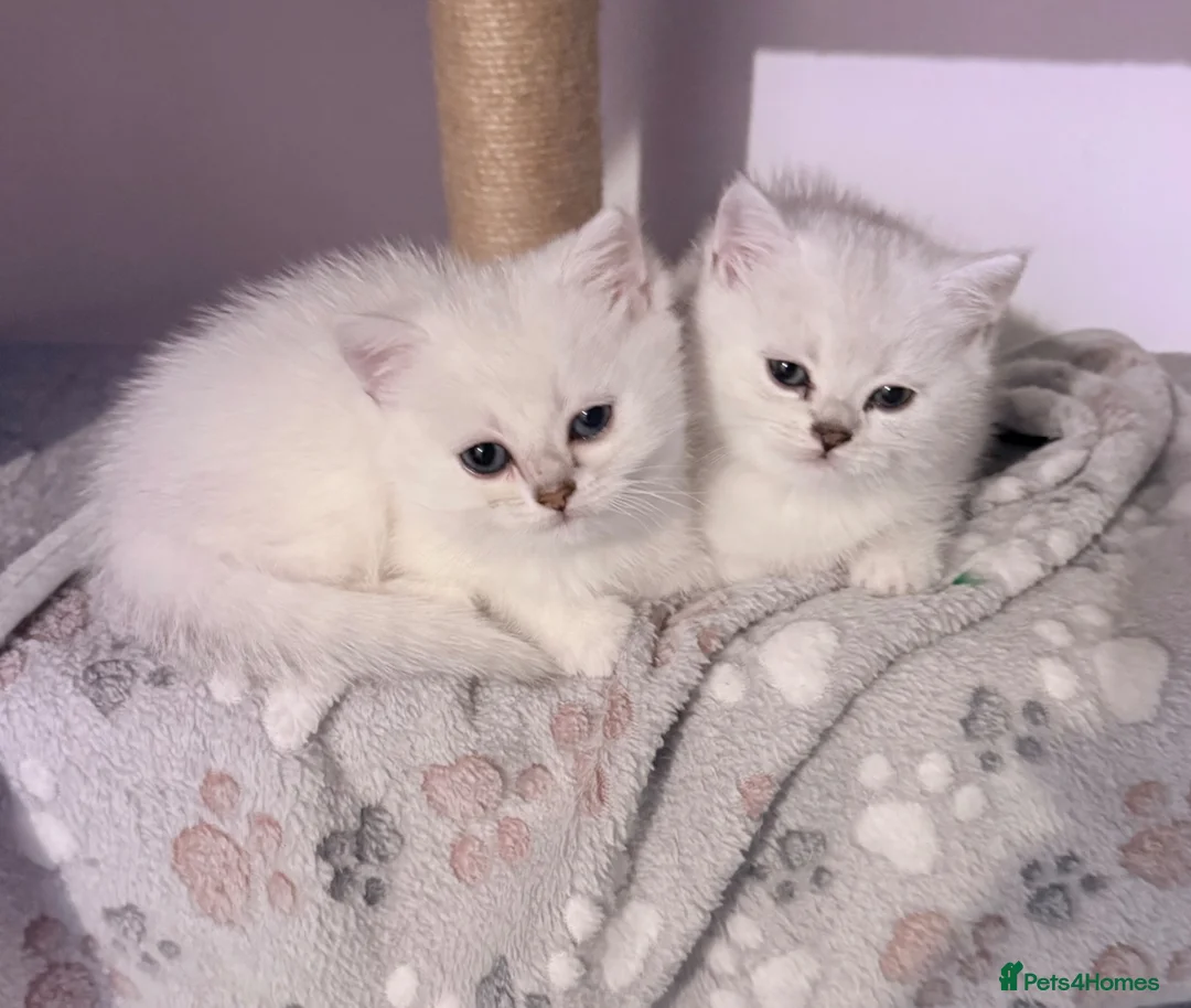 British Shorthair cats for sale: Last girl left - British Shorthair Silver Tipped - Advert 2