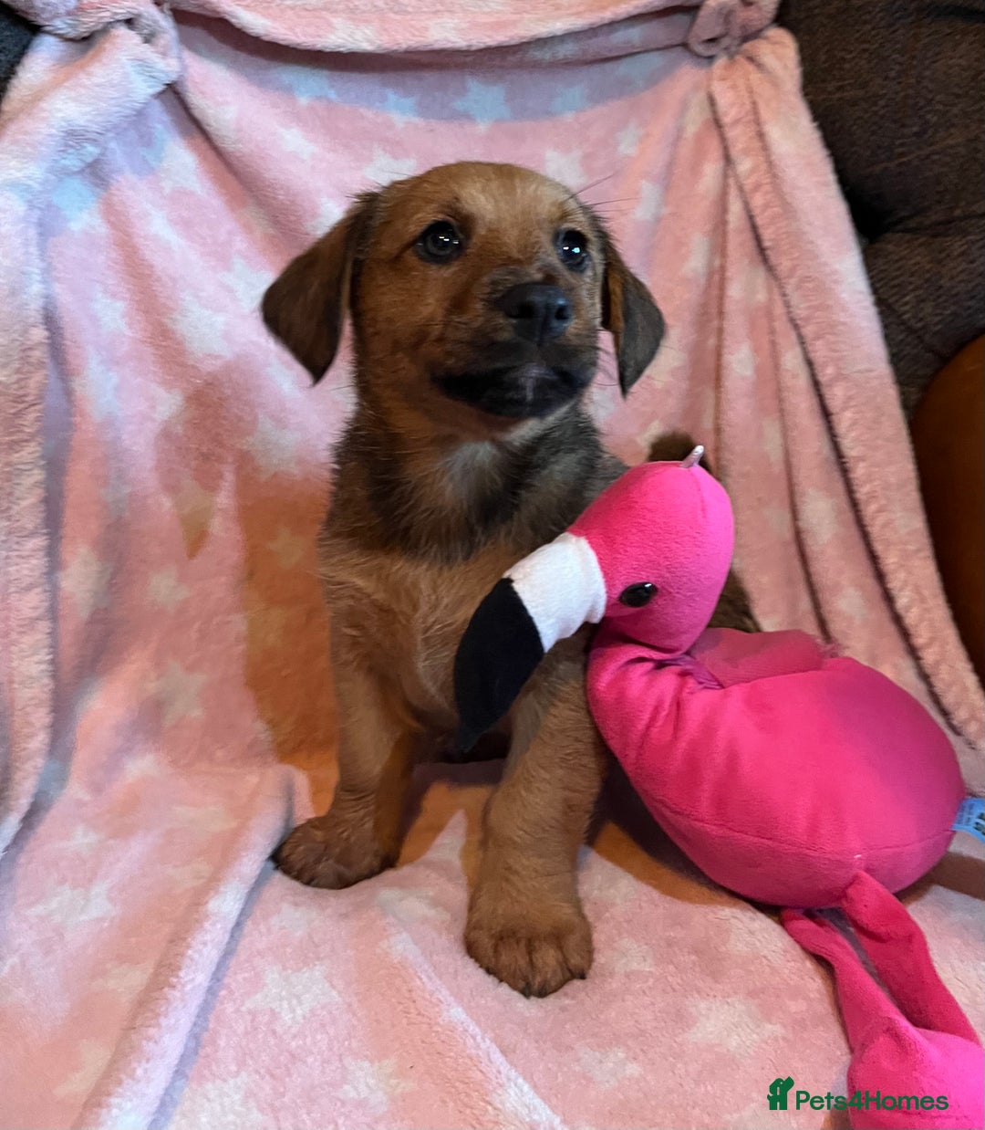 Mixed Breed dogs for sale: READY NOW!! Jack Russell X Puppies  - Image 2