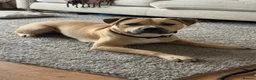 Mixed Breed dogs for sale: 1 year old dog  in Saxmundham - Advert 1