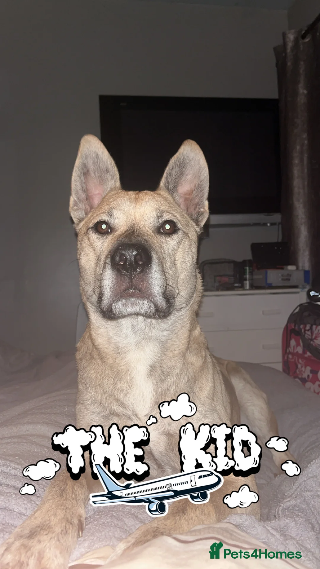 Belgian Shepherd Dog dogs for sale: Husky x Belgian shepherd dog in Huntingdon - Advert 7