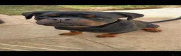 Rottweiler dogs for sale: 7 month old male Rottweiler  in Saltburn-by-the-Sea - Advert 1