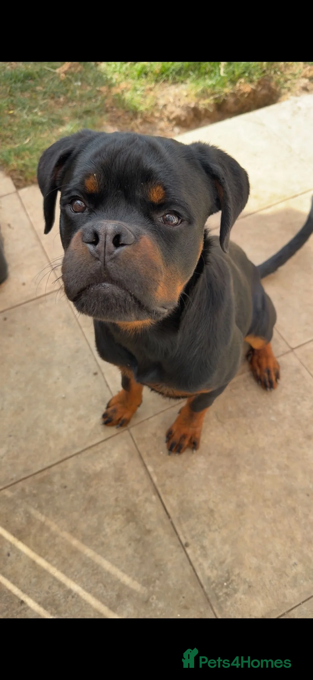 Rottweiler dogs for sale: 7 month old male Rottweiler  in Saltburn-by-the-Sea - Advert 1
