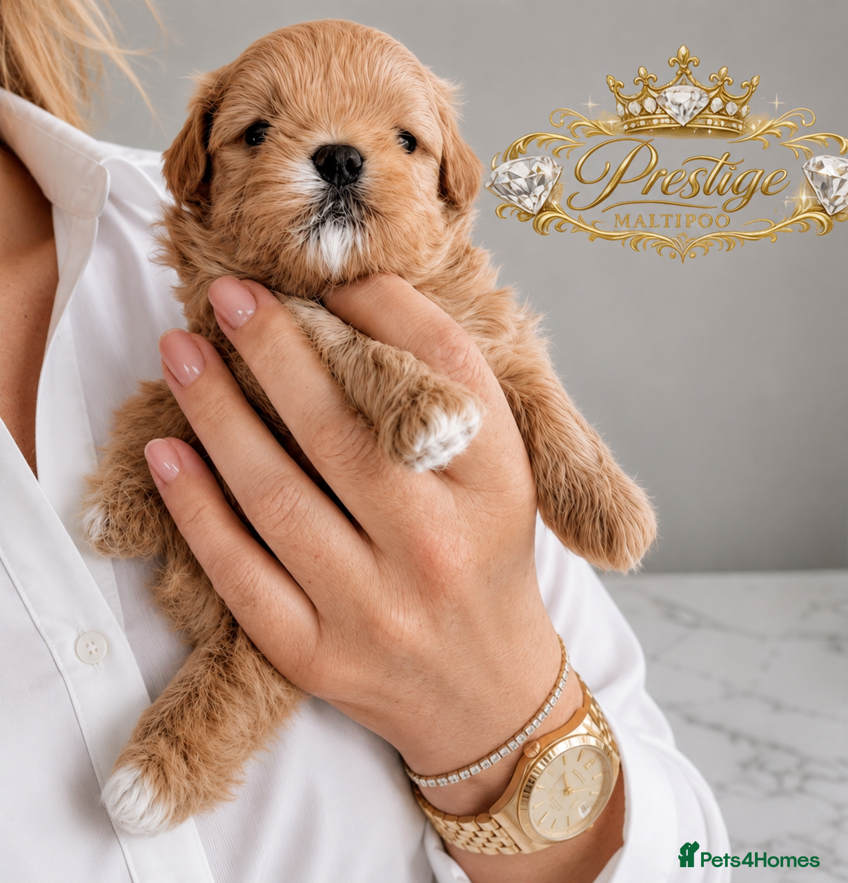 Maltipoo dogs 💎 Prestige Luxury Maltipoo DNA Tested  Parents 💎 - Advert 4