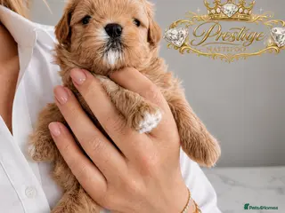 Maltipoo dogs 💎 Prestige Luxury Maltipoo DNA Tested Parents 💎 - Advert 1