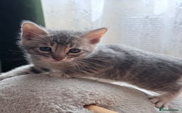Bengal cats for sale: boys kittens - Image 10