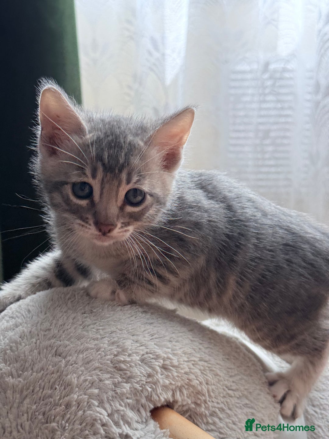 Bengal cats for sale: boys kittens - Image 10
