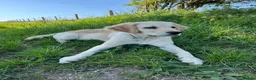 Golden Retriever dogs for stud: Available for stud from January  in Salisbury - Advert 3