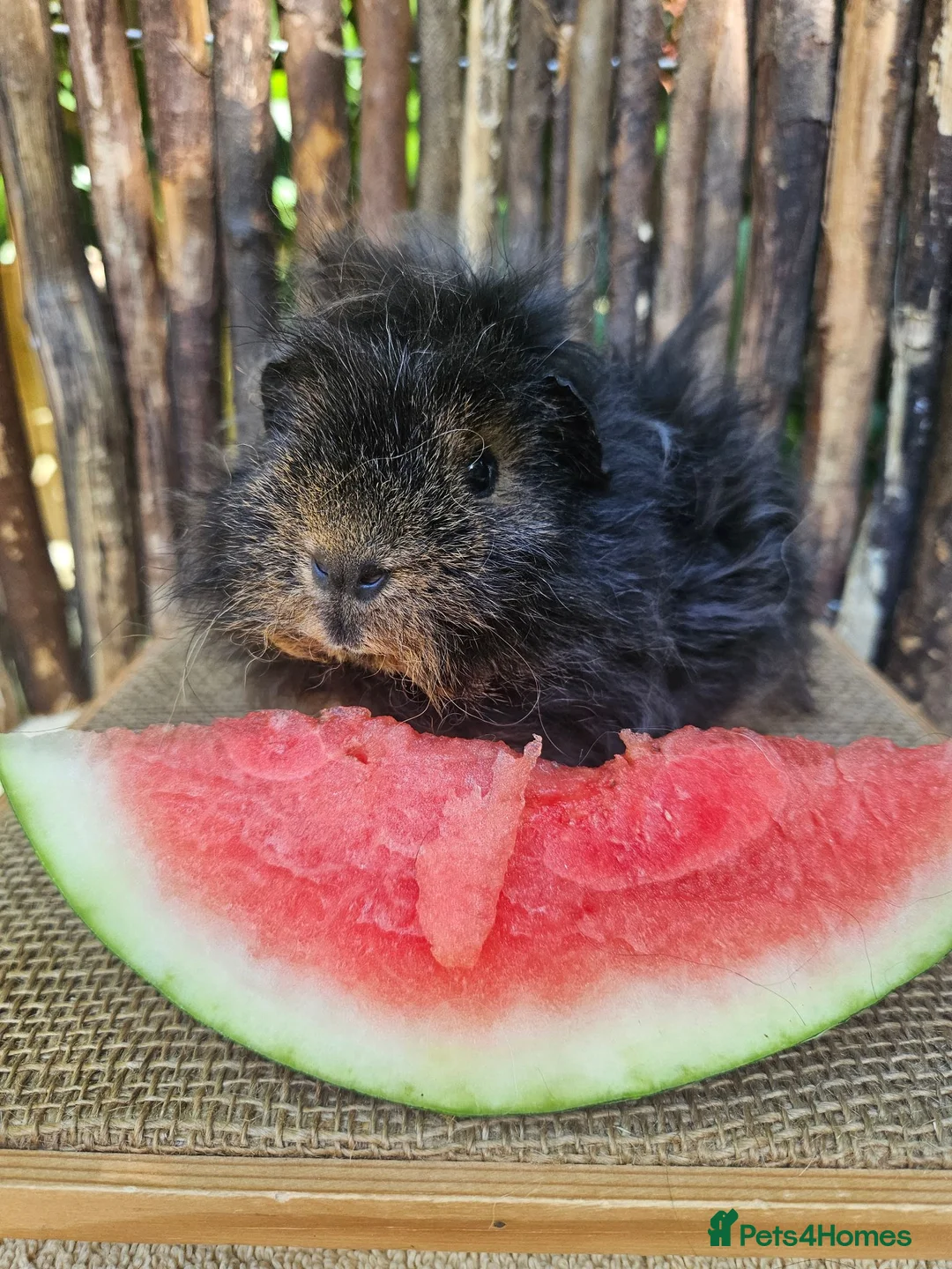 Guinea Pig rodents for sale: Gorgeous Tan coloured pet boar/boy - Advert 2