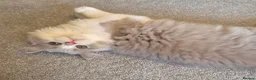 British Longhair cats for sale: Amazing loving boy  - Advert 15