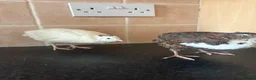 Quail poultry for sale: MALE QUAIL FOR SALE in Newtownards - Advert 3