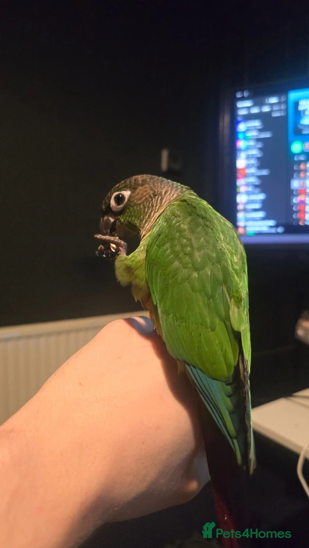 Conures birds for sale: Green cheek conure in Weymouth - Advert 6