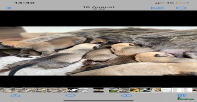 Lurcher dogs - Advert 13