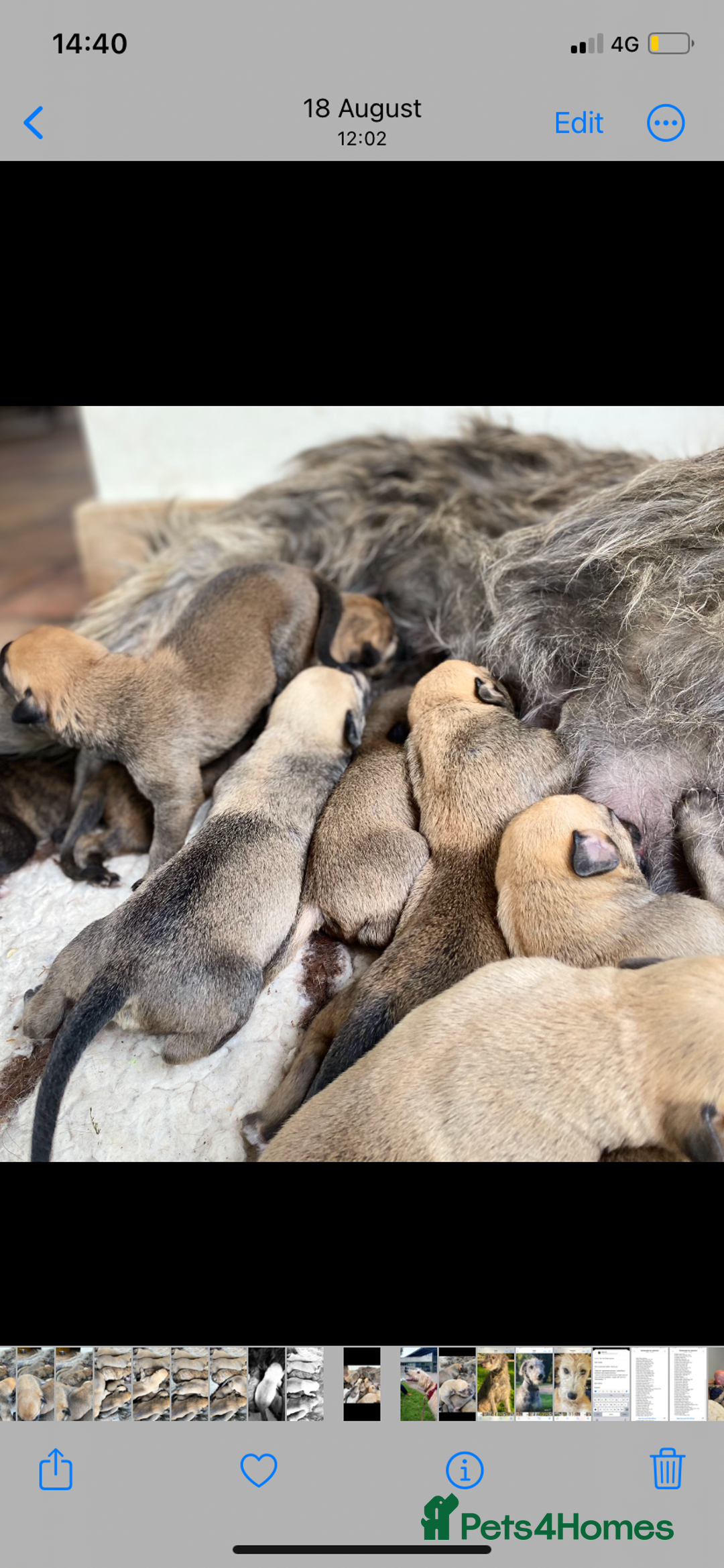 Lurcher dogs for sale: GOLDEN DEERHOUND LURCHER PUPPIES  - Image 2