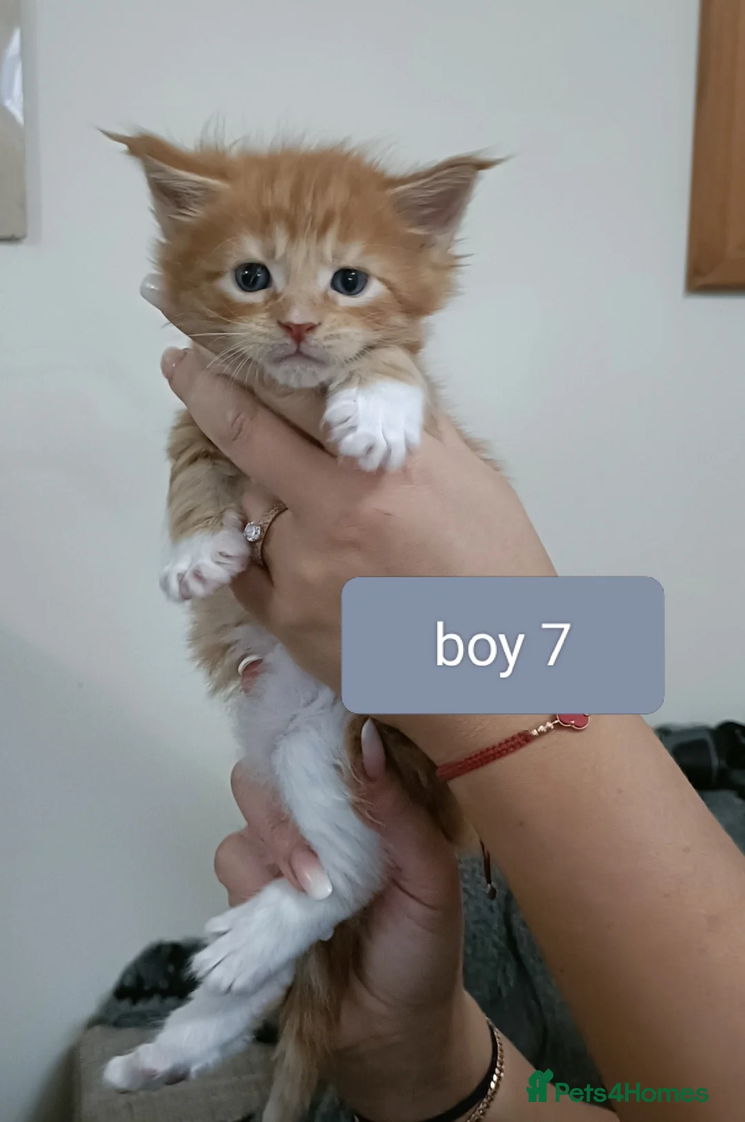 Maine Coon cats for sale: 😻😻😻Adorable fluffy Maine Coon kittens 😻😻😻 - Advert 7