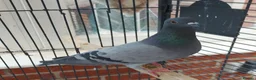 Pigeons birds for sale: Bonded females pigeon and dove pair. Free - Advert 2
