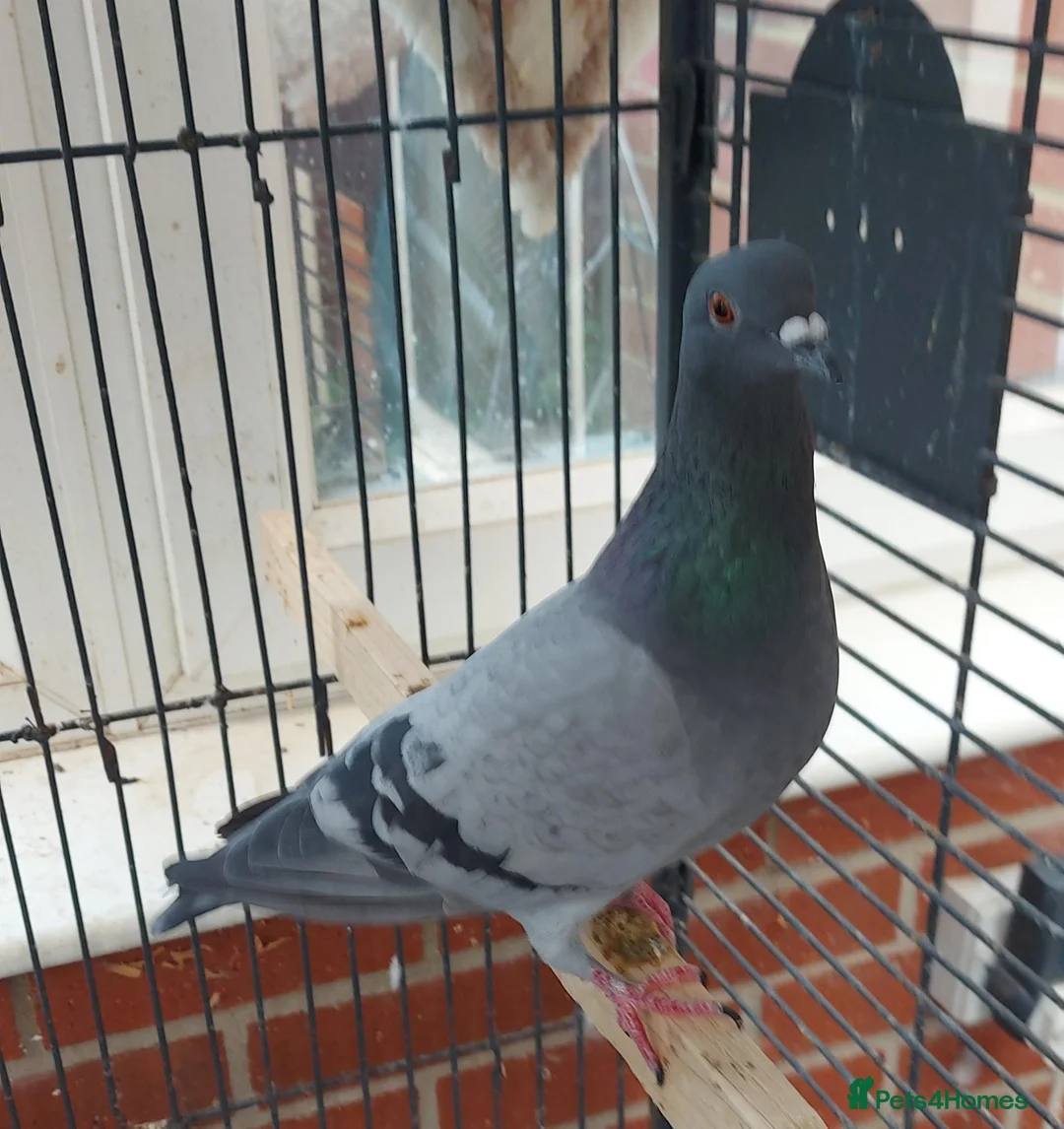 Pigeons birds for sale: Bonded females pigeon and dove pair. Free - Advert 2