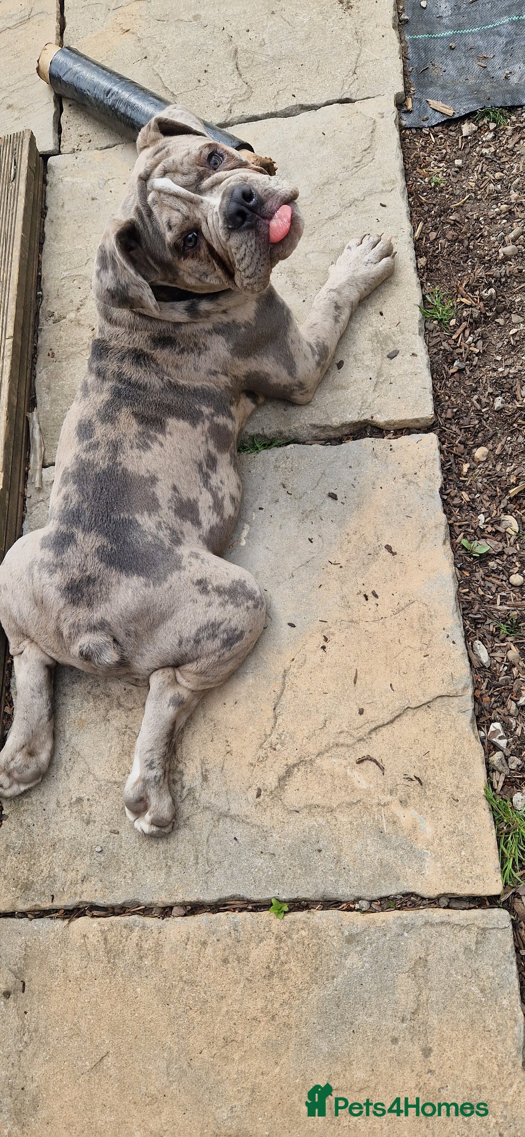 Old Tyme Bulldog dogs for sale: Male Lilac merle old tyme bulldog - Image 8
